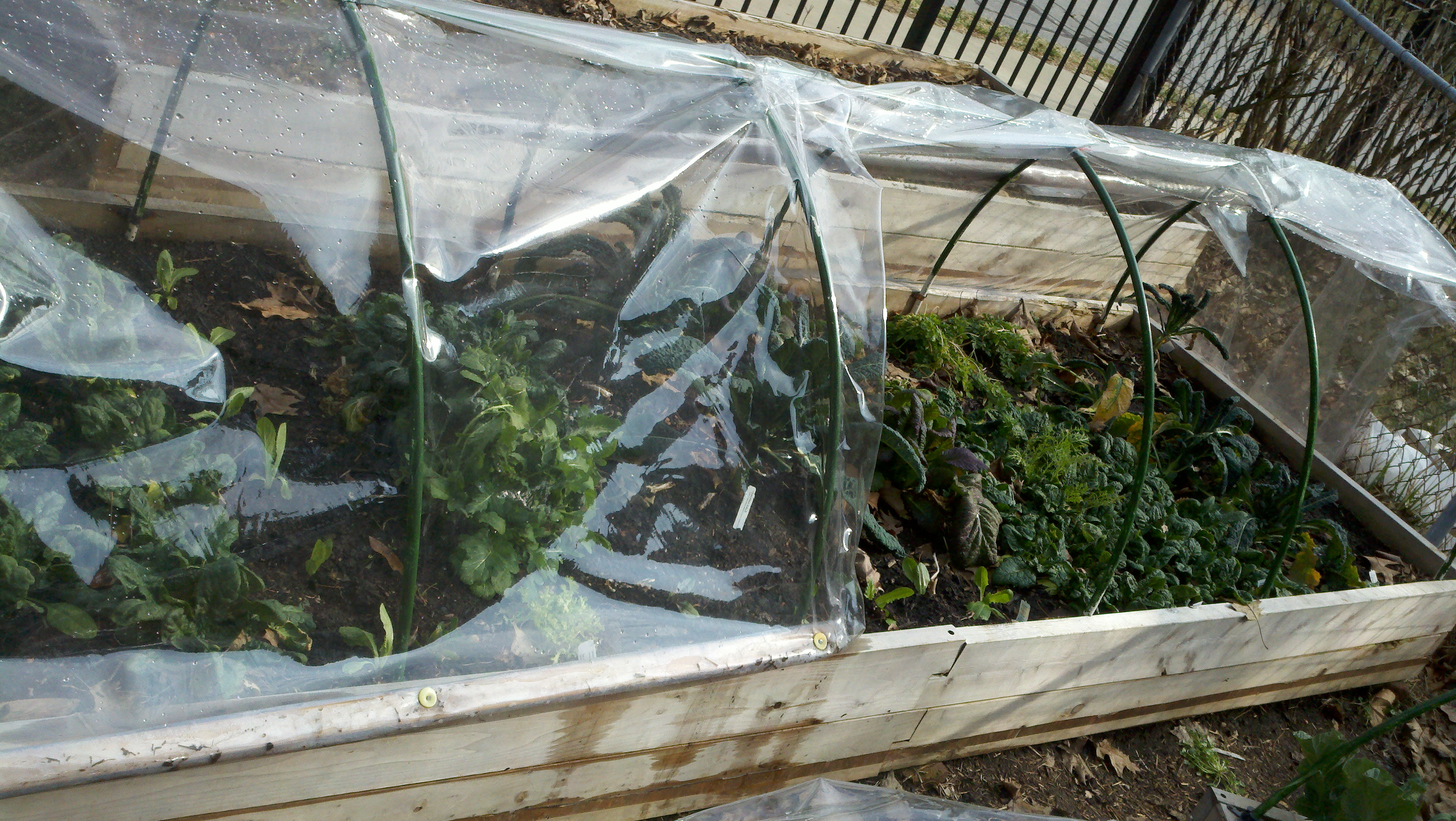 Raised bed covers=mini greenhouses | Asheville Yard Farmer
